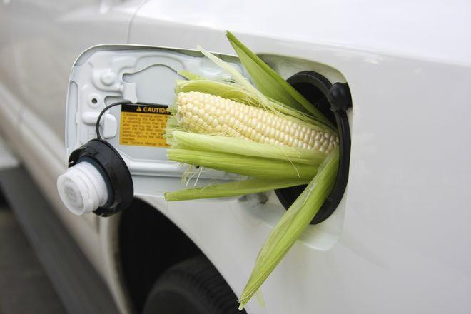 Биотопливо наносит природе больший вред, чем бензин